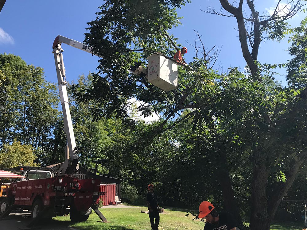 Tree Care Removal Services