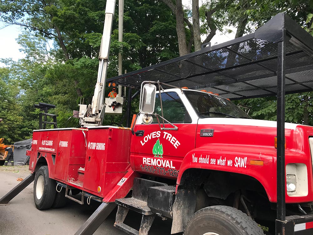 Tree Care Removal Services