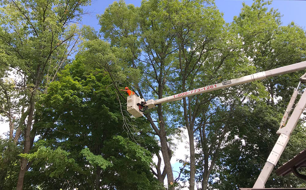 Tree Trimming Pruning Services