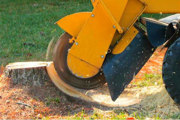Stump Grinding Removal